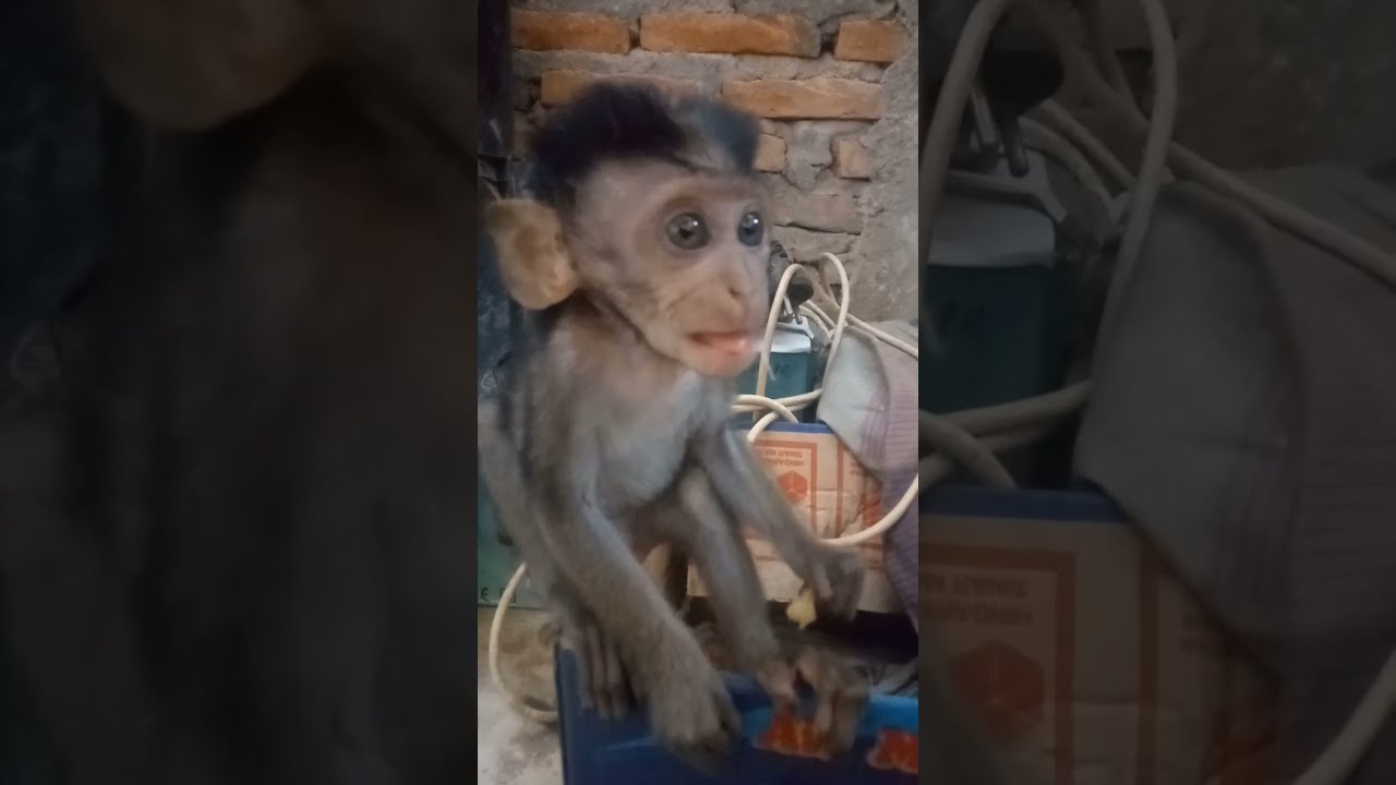 BABY MONKEY so MENYEDIH KAN KELAPARAN mau MATI - baby monkey