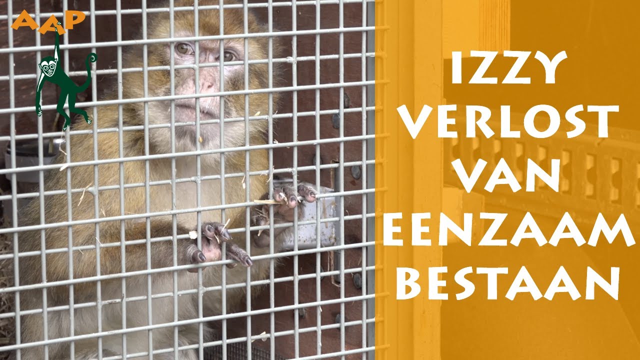 Reddingsactie: Berberaap Izzy zonder soortgenoten als huisdier gehouden - Stichting AAP