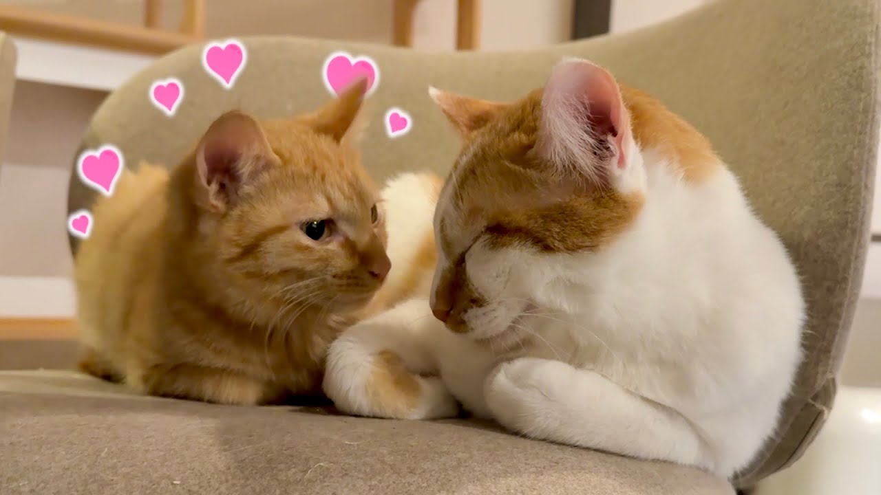 対面して2日目で新入り子猫に懐かれてしまった兄猫