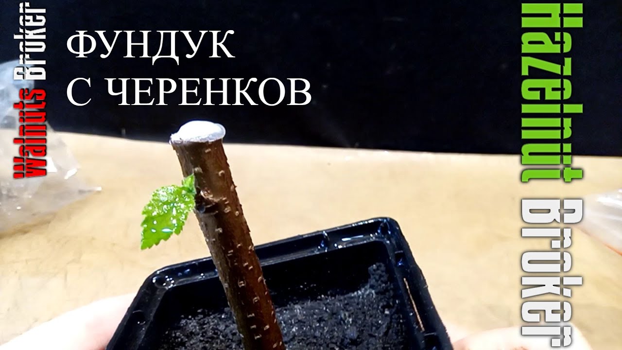 Как сделать саженцы фундука с черенков