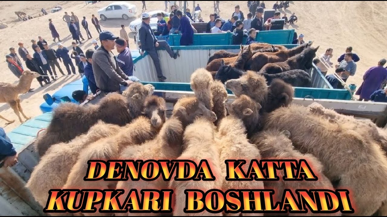 DENOVDA KATTA KUPKARI BOSHLANDI 2024 Y 14 YANVAR
