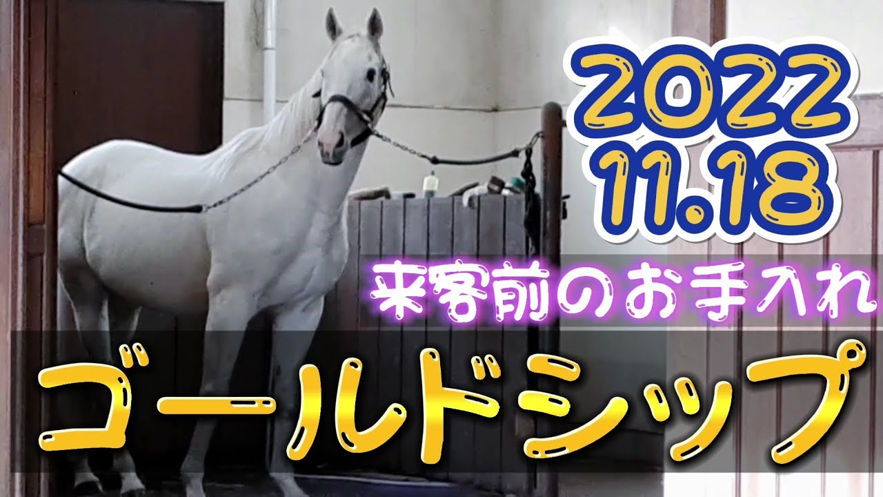 ゴールドシップ 『名馬と癒しの時間』来客前のお手入れ 2022.11.18