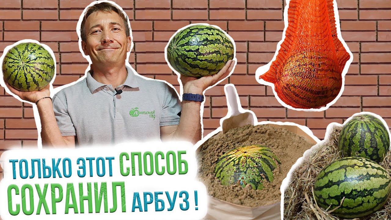 Как сохранить арбуз? 3 простых способа хранения арбуза в домашних условиях. Итоги эксперимента