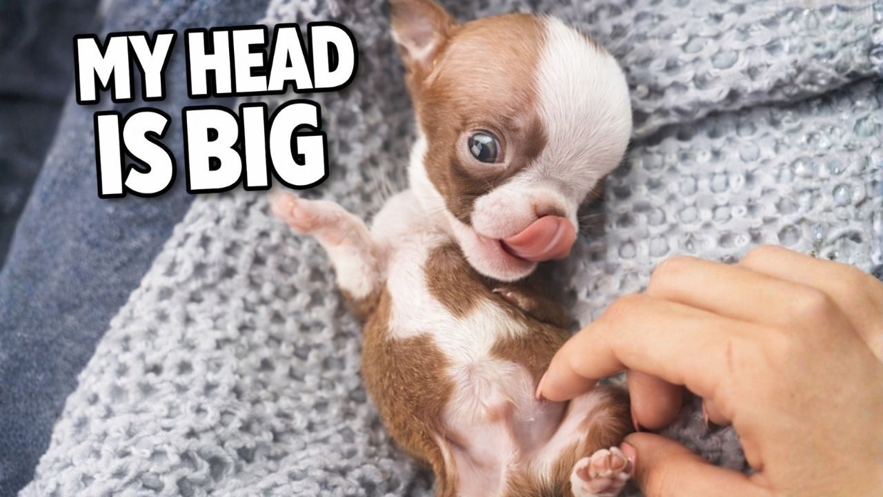 Tiny Frenchie: “Yes, My Head Is Big. So Is My Confidence.” 😆