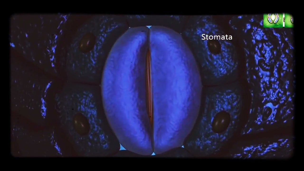 Stomata Opening & Closening~ K+ Malate Concentration Theory