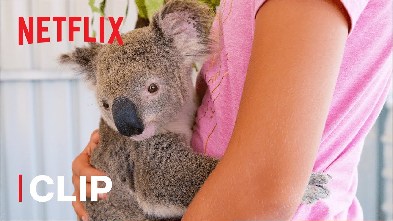 Henry the Baby Koala 🐨 Izzy's Koala World | Netflix Jr
