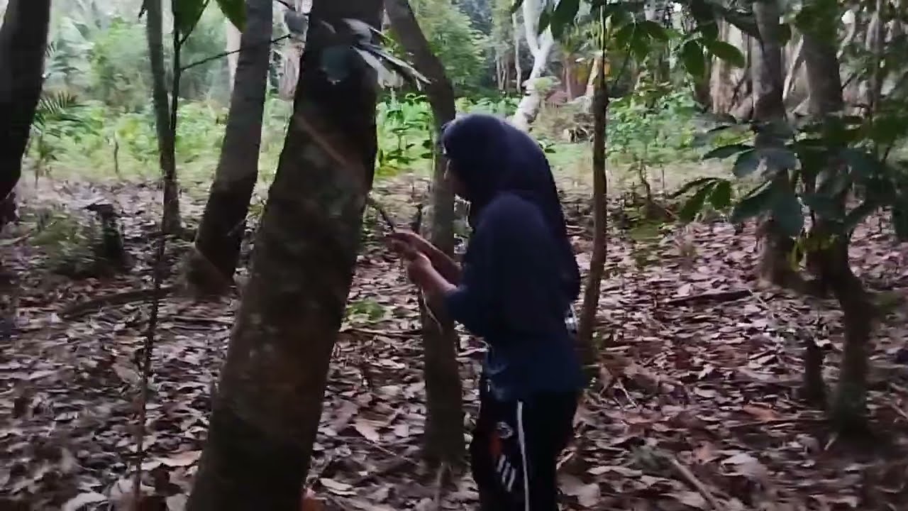 Episode 11. Pagi hari sebelum babat. Kami pergi nderes karet dulu