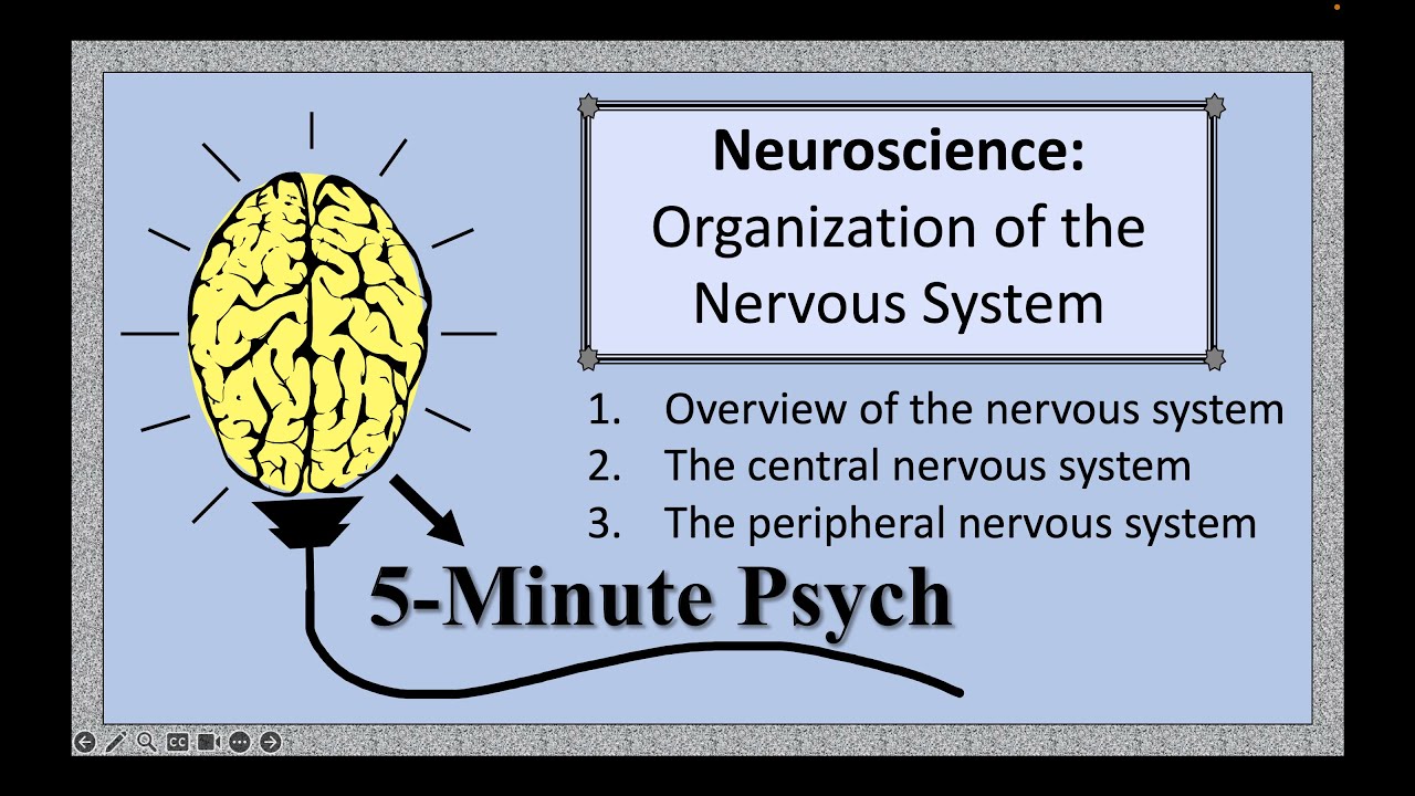 Neuroscience: Organization of the Nervous System