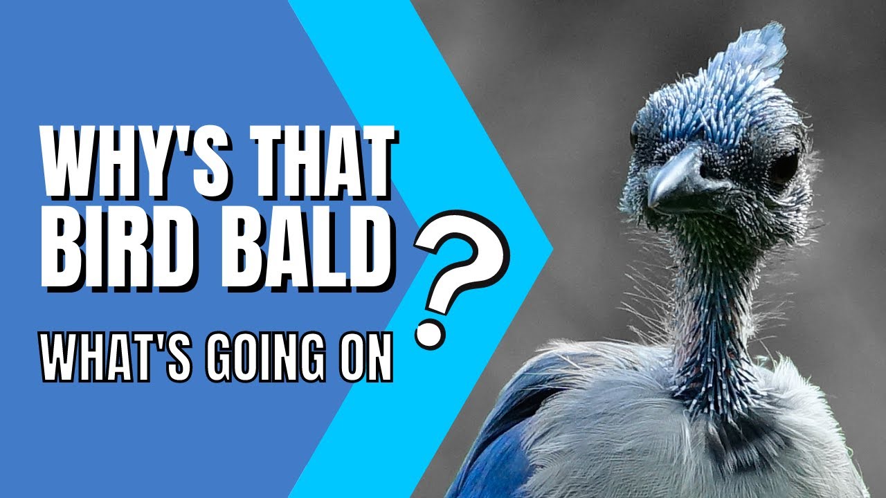 The Bald-headed Bird Mystery | New haircut maybe? Nope just molting