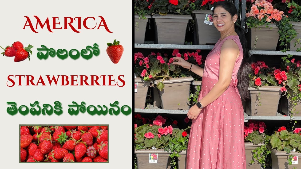 అమెరికా పొలం లో ఒక రోజు 🍓|| Strawberry 🍓picking పోయినం || Busy Day || Telugu vlogs in USA