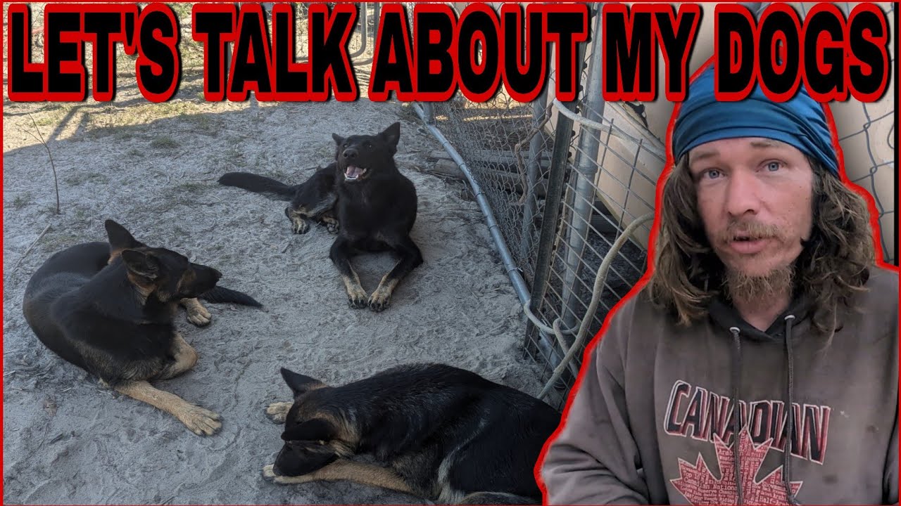 The best friends a homeless man could ask for | how did I get here? 