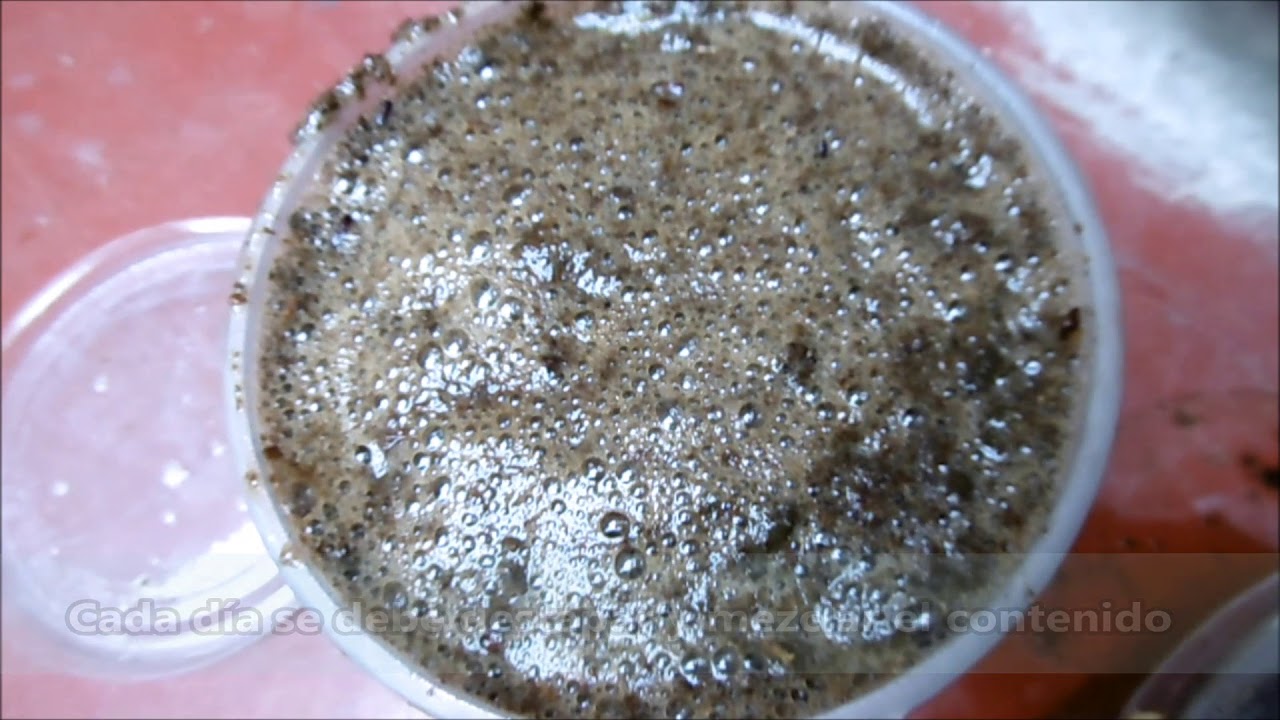 COMO ELABORAR PRE-COMPOST DE ESTIÉRCOL DE CUY