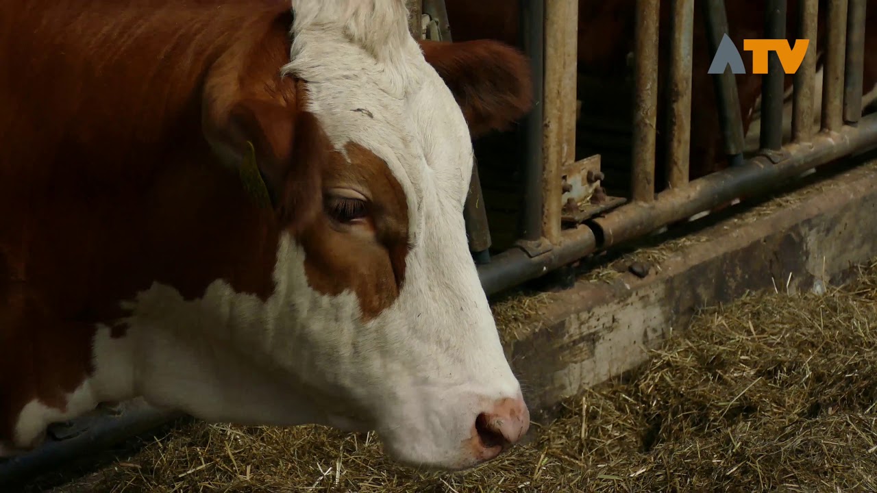 Boerenerfdag in Hank met roodbonte koeien  - Altena TV