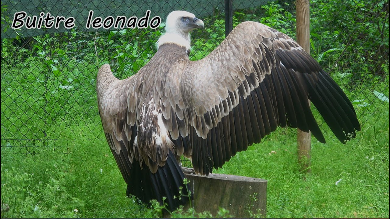 Buitre leonado.  (Gyps fulvus)