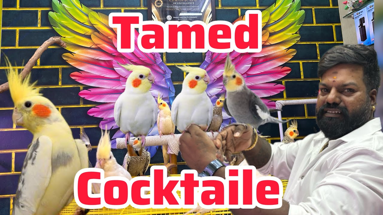 Tamed cocktail available Tamed cocktail | Birds for sale | tamed birds in banglore | birds for sale