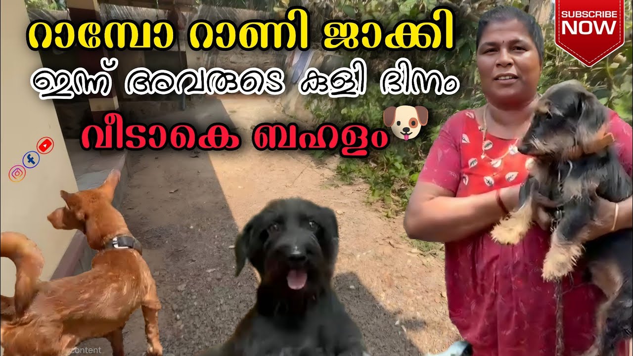 റാമ്പോ | റാണി | ജാക്കി🐶🐕  ഇന്നവരുടെ കുളി ദിനം വീടാകെ ബഹളം... #petlove #petcare #bath 