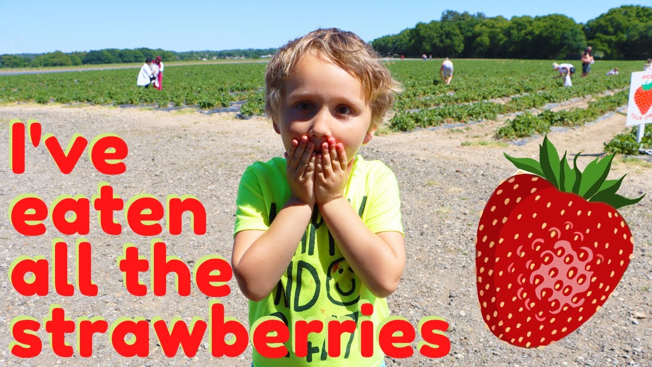Lots of Fun at the Strawberry Farm | Fun Video for Kids