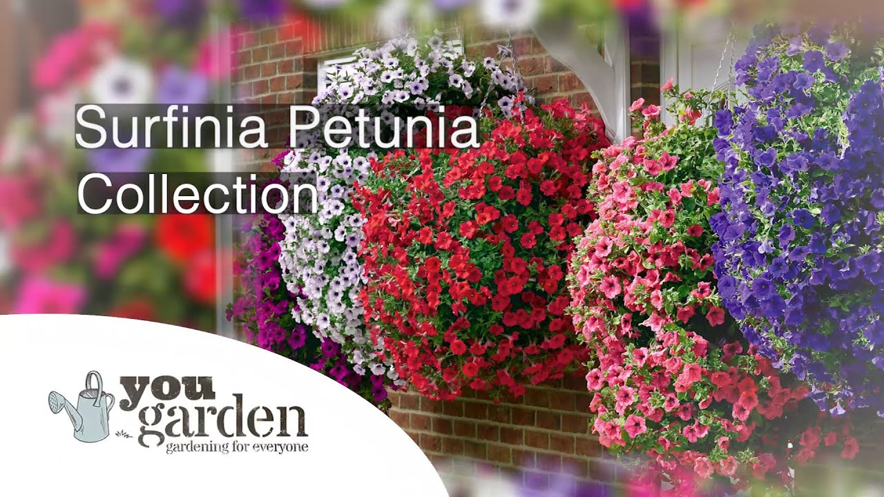 Petunia Surfinia with Peter McDermott