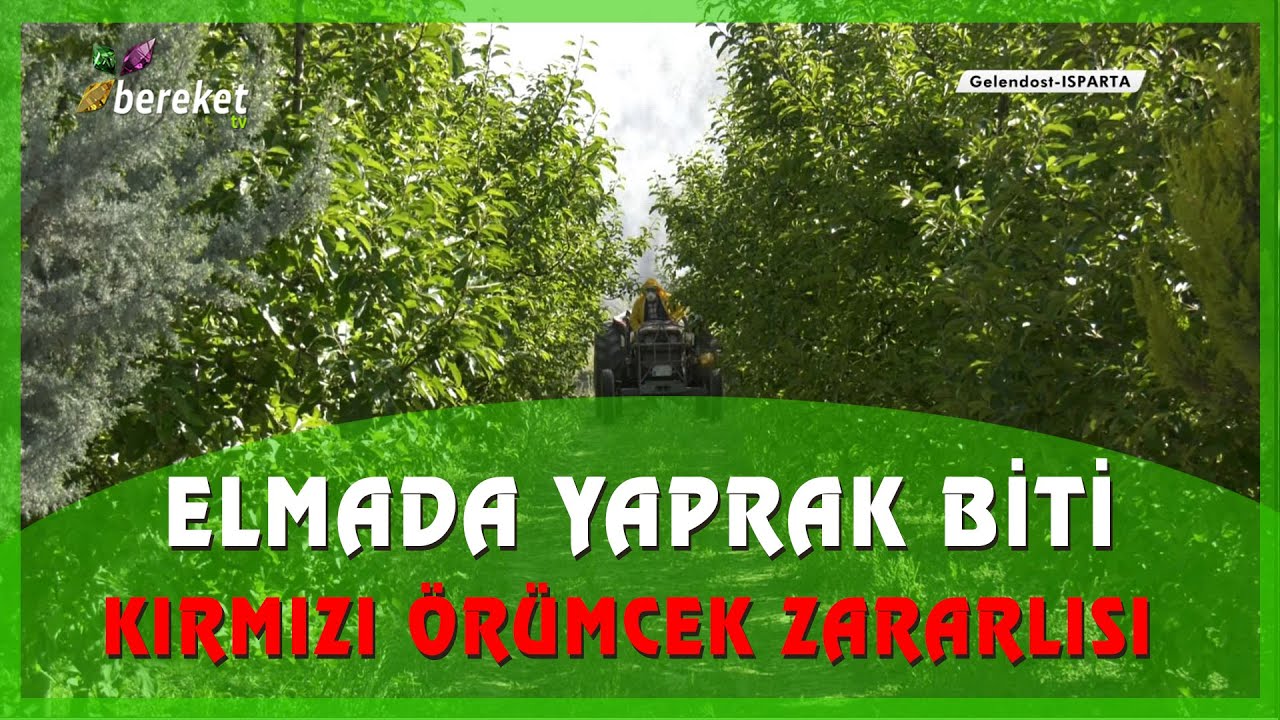 Yaprak Bitine Karşı İlaçlama Ne Zaman Yapılmalıdır ?