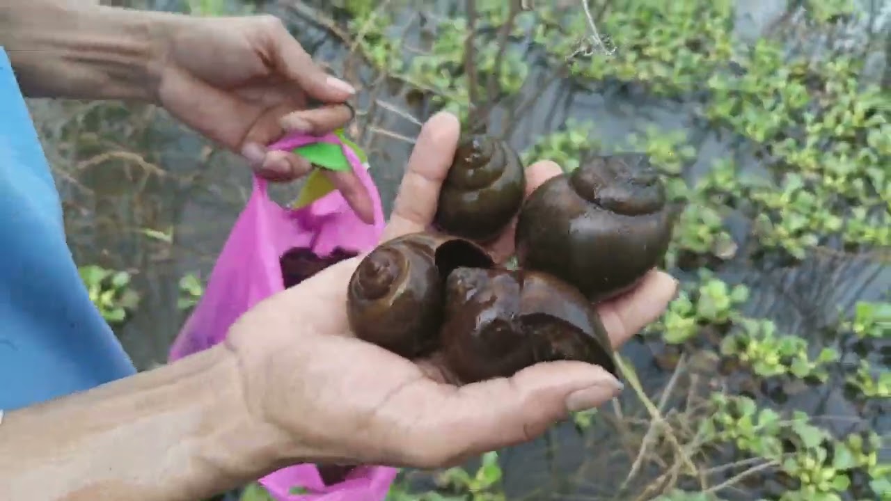 Buổi sáng đi săn bắt của hai ae