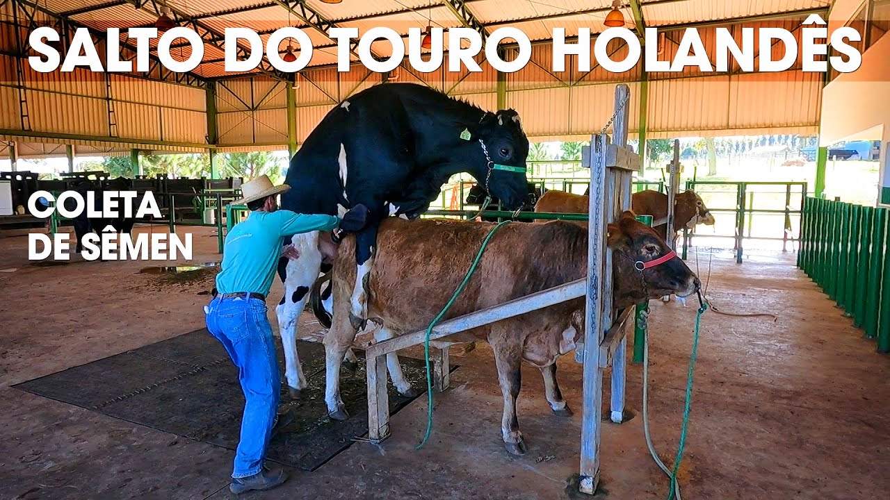 TOURO HOLAND&Ecirc;S SALTANDO - COLETA DE S&Ecirc;MEN