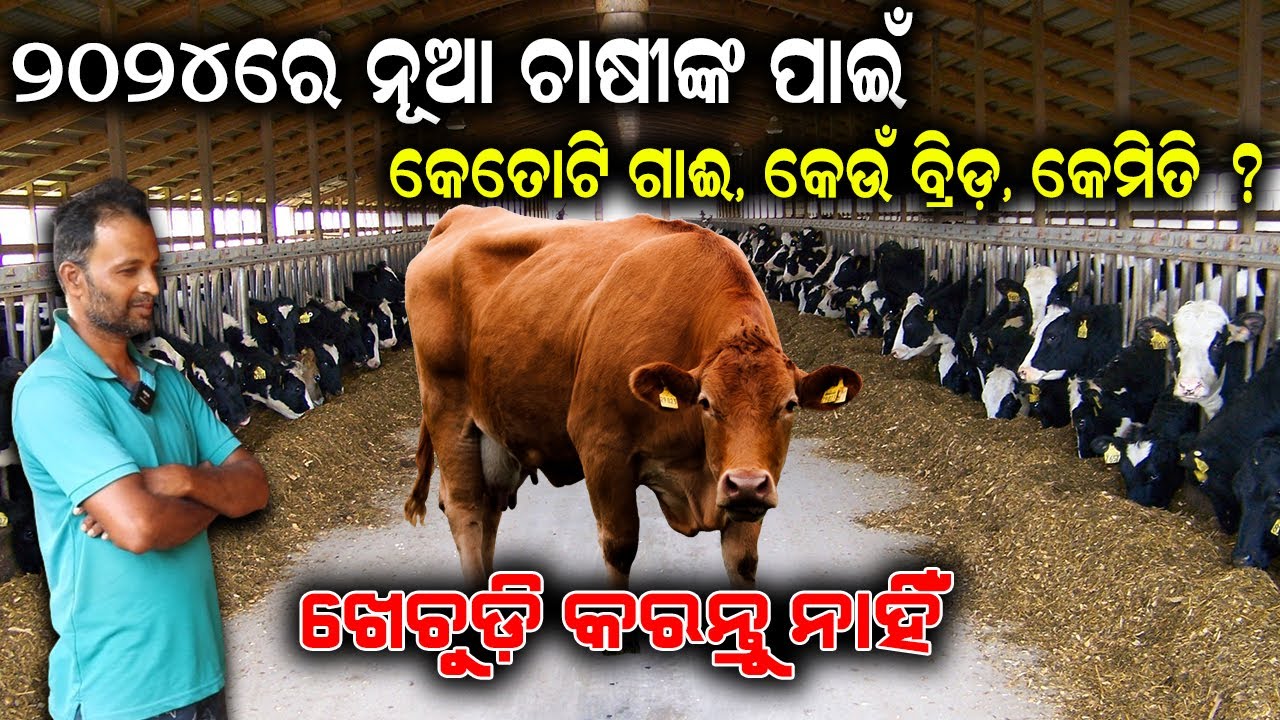୨୦୨୪ ରେ ନୂଆ ଚାଷୀଙ୍କ ପାଇଁ || How to Start New Dairy Farm in 2024. @EfarmingOdisha