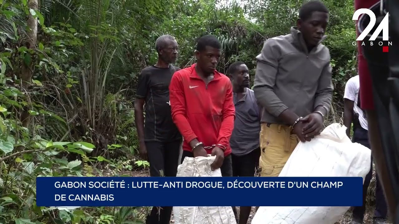 GABON SOCIÉTÉ : LUTTE - ANTI DROGUE, DÉCOUVERTE D'UN CHAMP DE CANNABIS