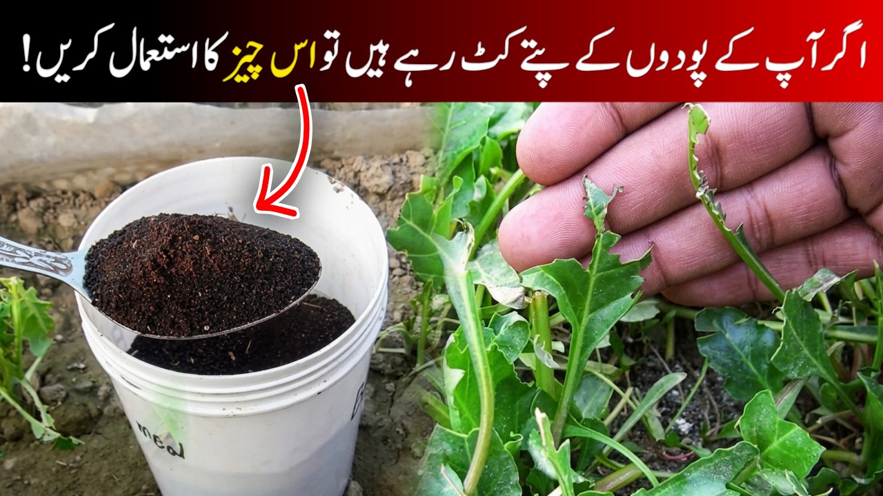 Use this organic fertilizer and make cats, squirrels and mice leave.