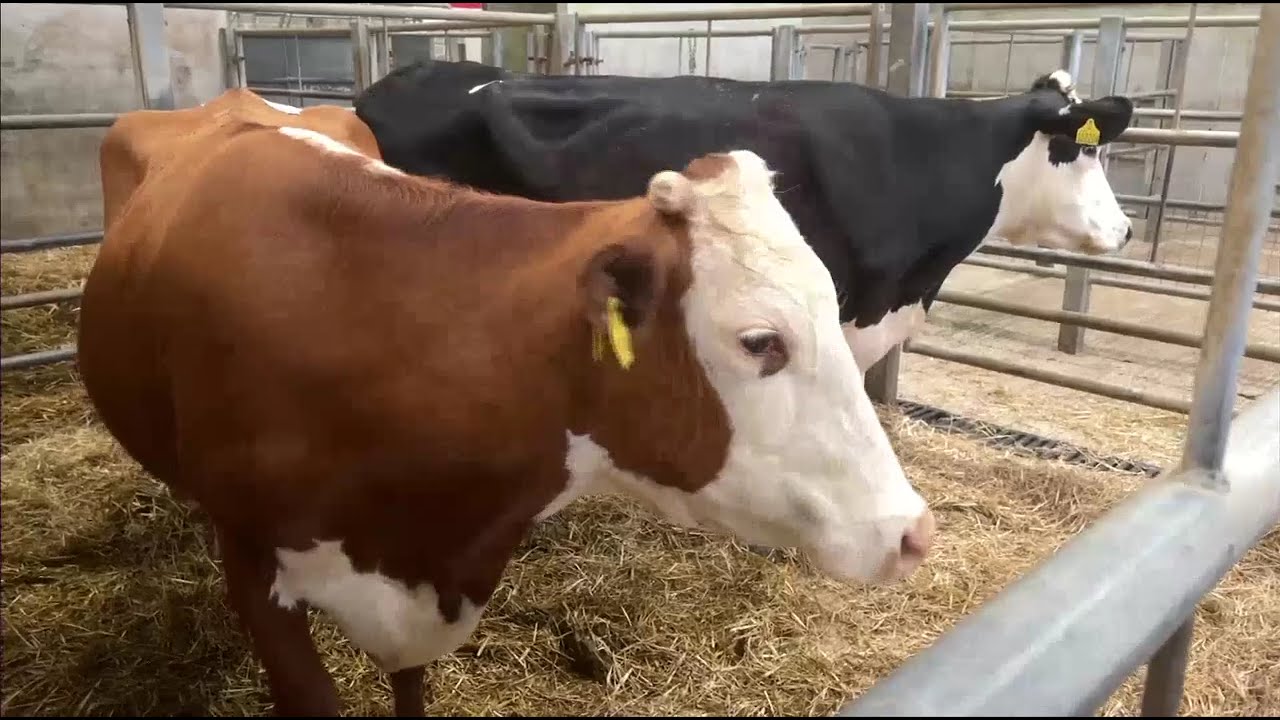 Small Abattoirs