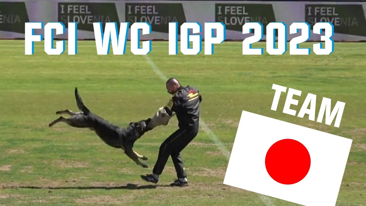 31. FCI WC IGP 2023 // Boris vom R Plus // Team Japan // working-dog