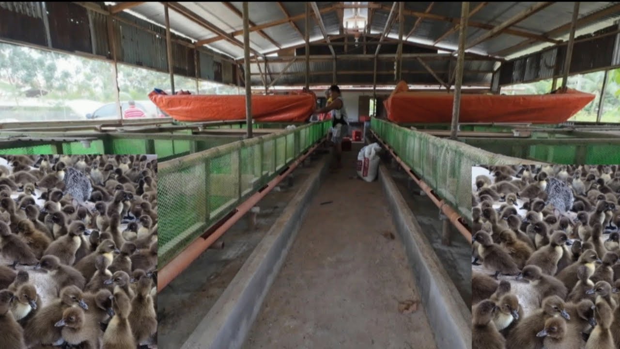 DUCK FARM AND MODERN BROODING FACILITIES FOR DUCKLINGS AT CALES FAMILY HAS ANOTHER SETS OF DUCKLINGS