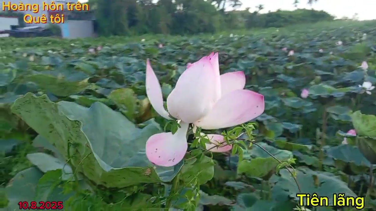 Chiều trên quê hương. Hoa sen nở dưới trời thu xanh ngắt. Cánh đông xa cò trắng rủ nhau về 