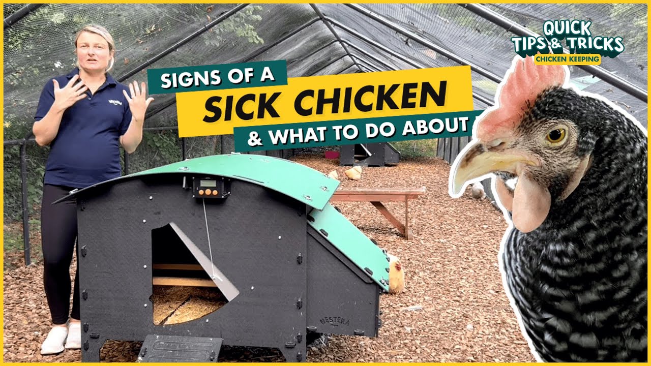 Signs of a Sick Chicken and What to Do About It