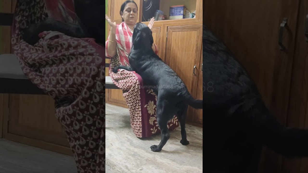 My Labrador Rani video 596 #dogbreeds #labrador #dog #doglove #doglife #cutedog 