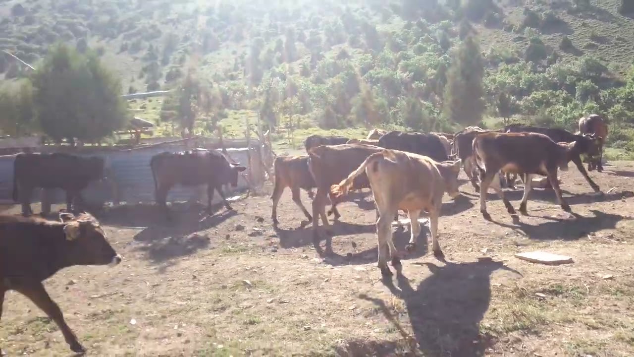 Mal sırası bize denk geldi