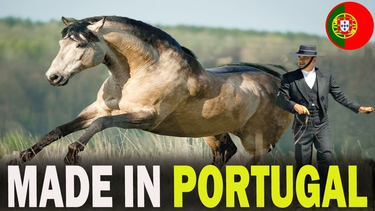 5 FAMOUS Portuguese Horse Breeds That Will Blow Your Mind!!