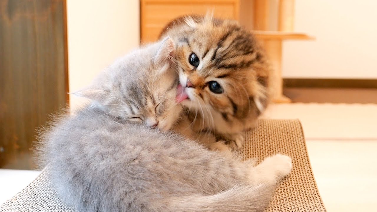 The appearance of the older brother cat grooming the disciple cat was too cute...