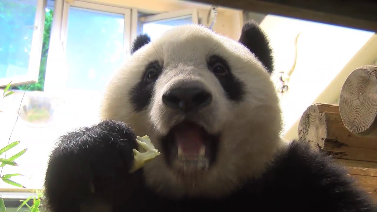 シャンシャン694日齢 2019年5月7日撮影