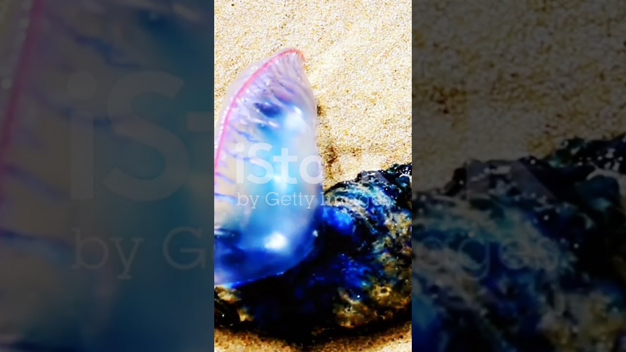 Cam&otilde;es: The One-Eyed War Veteran Poet That Became Portugals Answer To Shakespeare and Cervantes