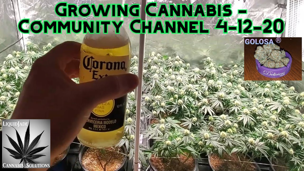 Growing Cannabis - Community Grow Channel 4-12-20