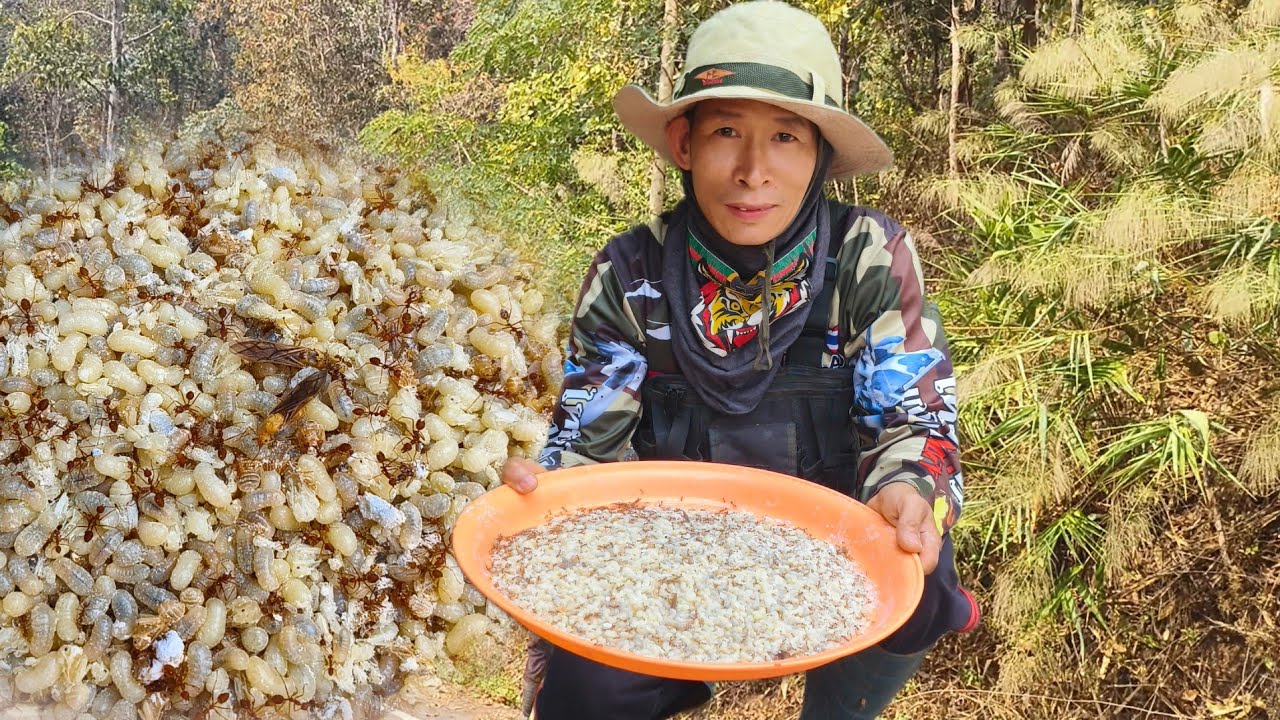 ขึ้นดอยหาแหย่มดแดง วันแรกก็หมาน ไข่เริ่มเต้งละเน้อ 21 ก. พ 69 