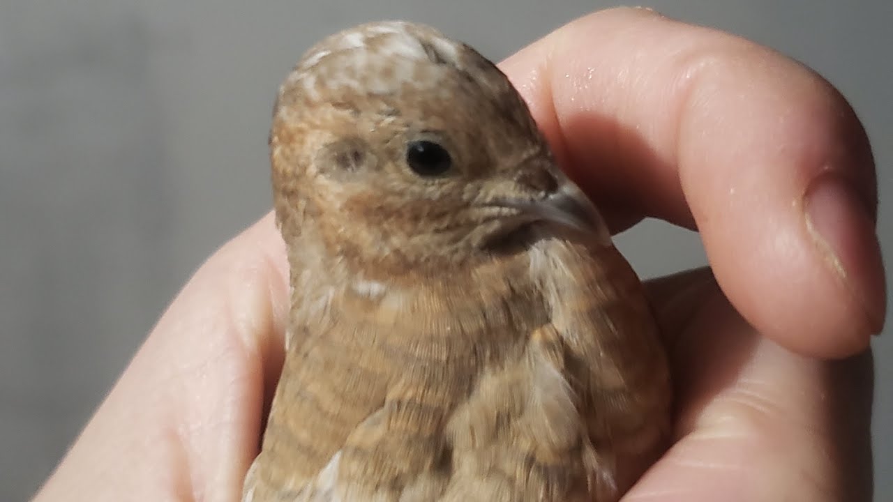 Mostrando que a codorna chinesa choca seus ovos ❤