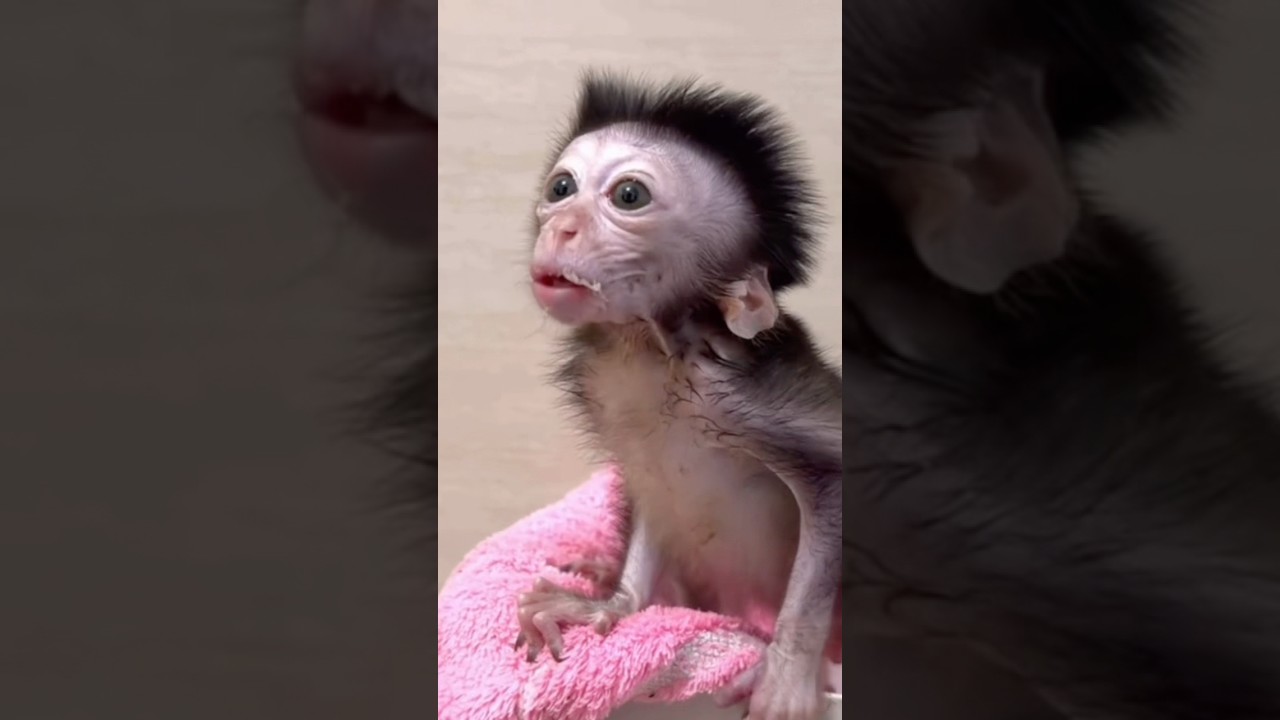 Bath Time? Baby Monkey Lucy Starts the Drama 😆🐒