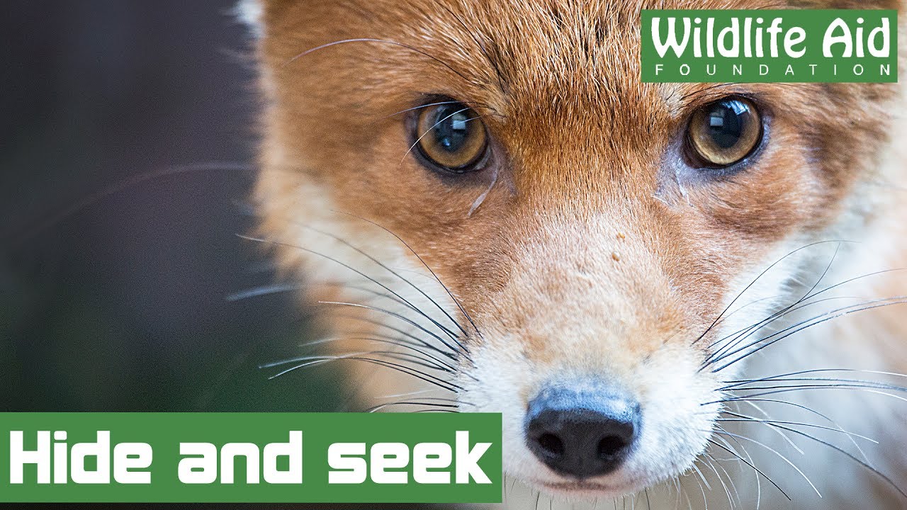Sneaky fox cub hides behind kitchen cupboard
