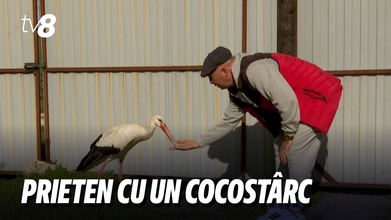 Un bărbat din satul Bîc găzduiește un cocostârc în gospodăria sa