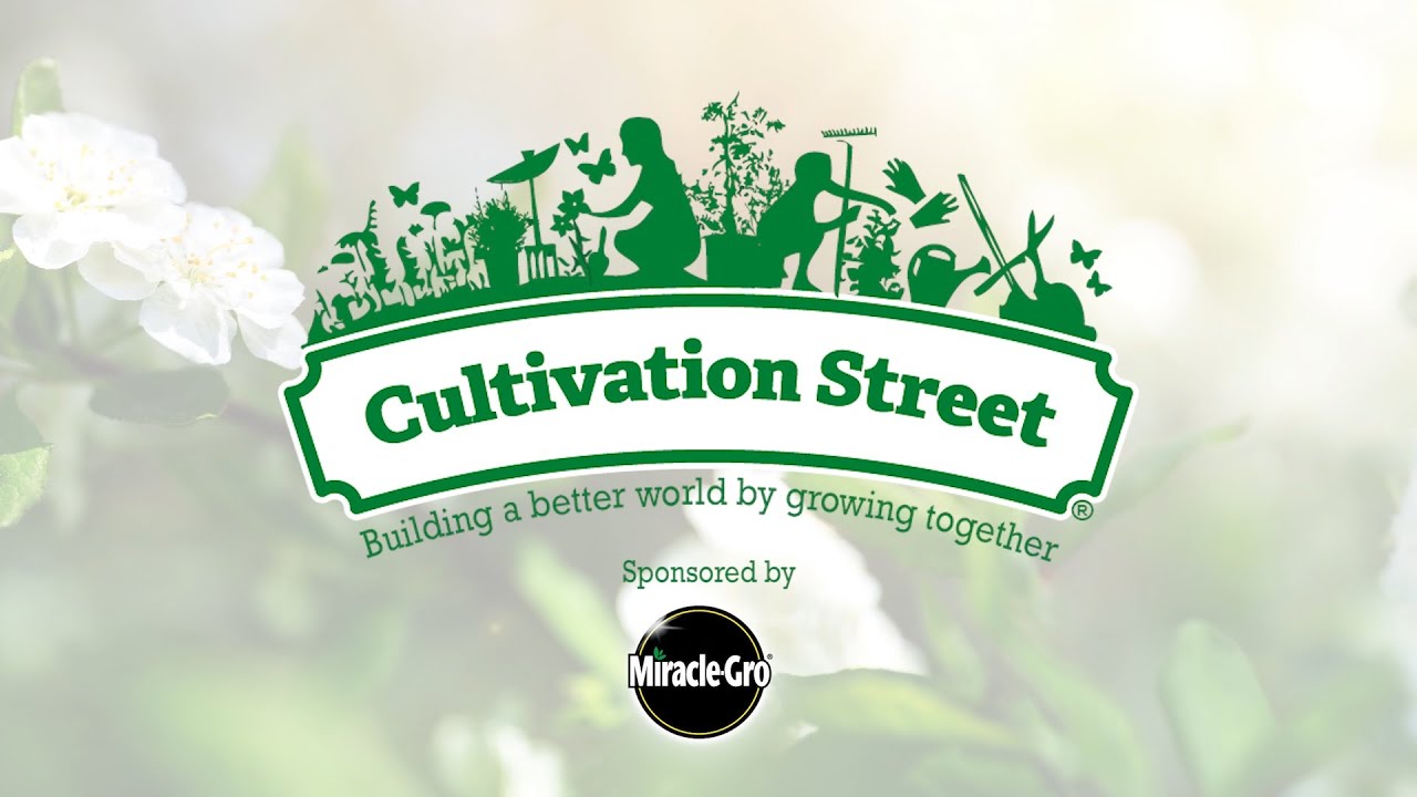 Cultivation Street: Why be a Cultivation Street Ambassador