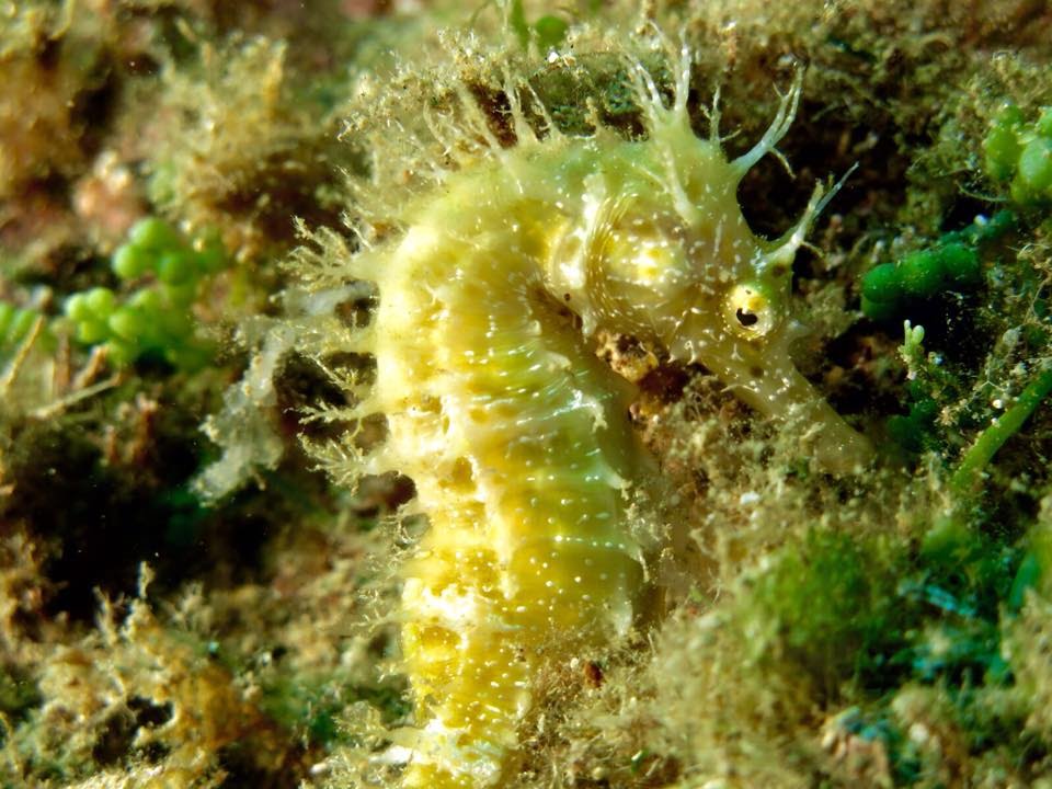 Immersione Isola Elba Toscana SUB Subacqueo GoPro Hero Cavalluccio Marino 20-08-2015 (MauryX)