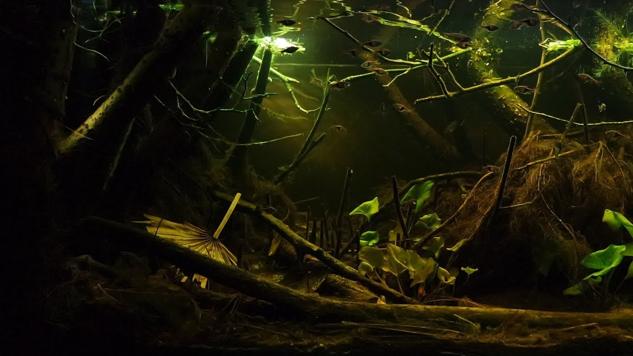 #BADC2018 / Peat swamp forest in Selangor, Malaysia, 375 L