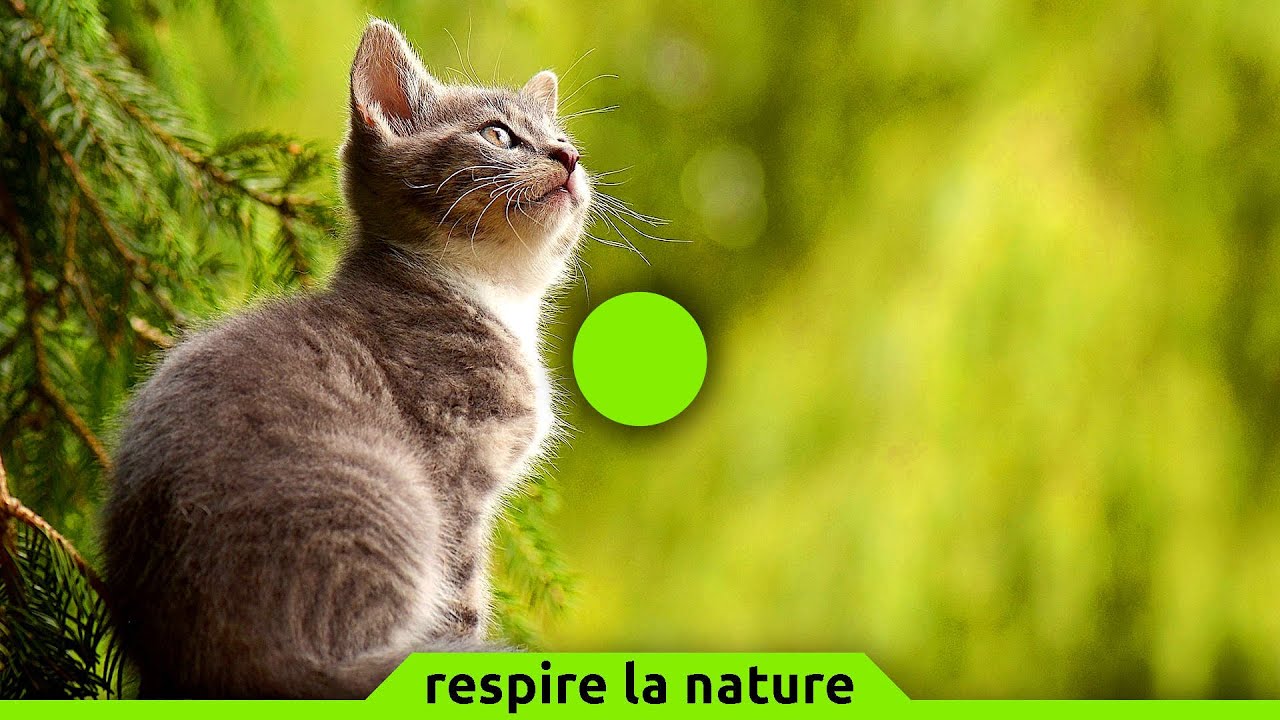 🟢 Cohérence cardiaque exercice n°129 | Chats | 5 min