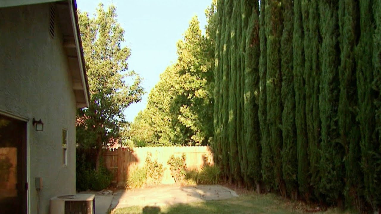 Italian Cypress Adds Privacy